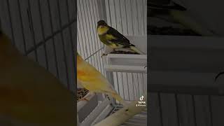 Canaries ❤️canarias fypシ゚viral fyp birds youtubeshorts shortvideos mustwatch viralvideos [upl. by Idisahc654]