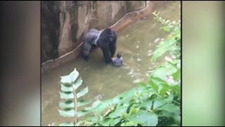 Gorilla killed after handling 4yearold boy who got into enclosure [upl. by Gemoets586]