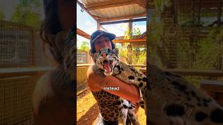 The leopard who loved humans animals love shoshould uld [upl. by Beverie768]