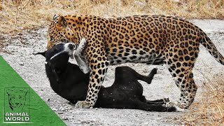 Leopard vs dog  7 brutal leopard attacks on dogs caught on camera  Animal World [upl. by Ssyla]