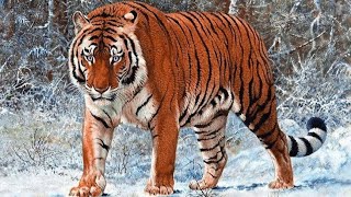 Wanhsien TigerPanthera tigris acutidens Vocalizations [upl. by Enahpets]