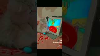 Watch This Cat Enjoying Tom and Jerry Like a Kid  MustSee Adorable Reaction  Funniest Moments [upl. by Perron613]