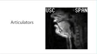 The Vocal Tract [upl. by Daphne]