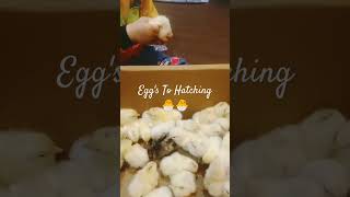 Eggs Hatching Chicks 🥚🐣🐥chicken chickencoop birds [upl. by Ayisan]