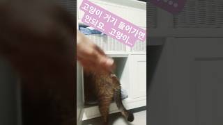 고양이 거기 들어가면안되요랄랄 ral ral  랄랄 3종세트 ombrinho dance  삐끼삐끼 댄스 [upl. by Sundstrom]