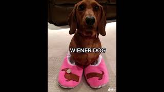 Weiner Dog SONG fyp [upl. by Ganiats]