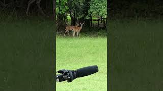 Deer at our campsite at Benbrook lake Holiday Park in Texas [upl. by Yelkreb]