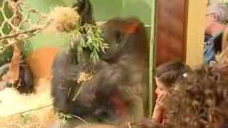 Gorilla Bokito escape Dutch News TV 2007519 [upl. by Hgielrebmik636]