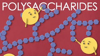 Polysaccharides the large carbohydrates you want to meet [upl. by Warms679]