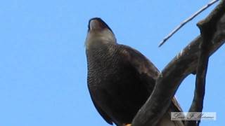 CARANCHO  Caracara plancus  AVES DE ARGENTINA [upl. by Jillane]