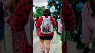 Christmas cat in a backpack christmas navidad merrychristmas [upl. by Curt]