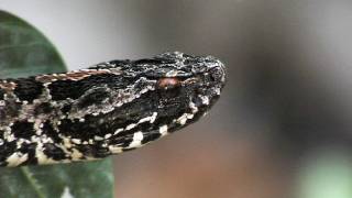 Floridas Venomous Snakes 0410  Pygmy Rattlesnakes [upl. by Juni]