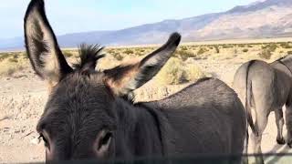 The burros of Panamint Valley [upl. by Alaik]