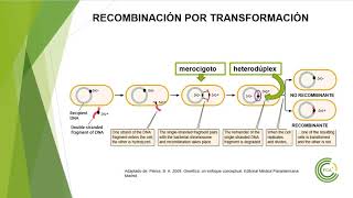 Recombinación en bacterias Transformación [upl. by Rakso675]