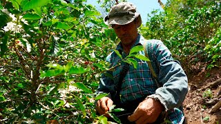 APRENDIENDO SOBRE EL CAFÉ  LOS MONTAÑEROS [upl. by Ylrae]