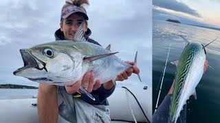 Rhode Island Albie fishing Narragansett Bay false albacore [upl. by Phyllys]