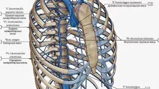 Топография непарной и полунепарной вен [upl. by Pearline154]