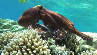 Octopus Big Blue Octopus on the Red Sea Reefs [upl. by Anar450]