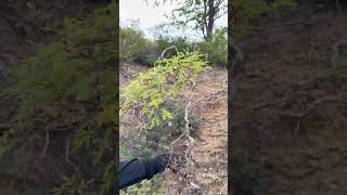 harvest a tree for bunjin bonsai yamadori 분재 [upl. by Kokaras]