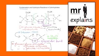 mr i explains Condensation and Hydrolysis Reactions in Carbohydrates [upl. by Alathia]