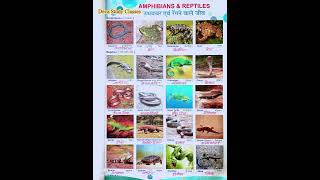 20 Amphibians amp Reptiles name with meaningviral devastudyclasses trending study shortvideo [upl. by Leinad]