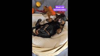 Week old bernedoodles puppy bernedoodle Christmas puppies [upl. by Murat]