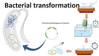 Bacterial transformation [upl. by Alecia]