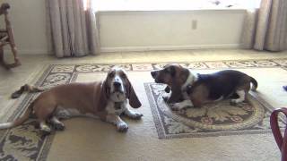 Basset Hounds Howling Lazy Style [upl. by Aisor830]