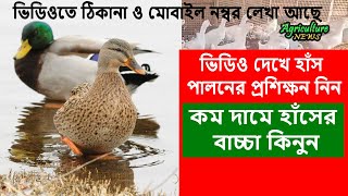 সবগুলো জাতের কম দামে অরজিনাল হাঁসের বাচ্চা পাবেন যেখানে  duck hatchery  Agriculture News [upl. by Baten]