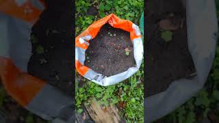 The Jalapenos seeds I planted in the recycled pet food bags have germinated [upl. by Redd]