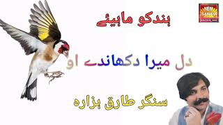 Dil Mera Dukandey Ho  Tariq Hazarvi  Hindko Hazara Mahiye  Uplod by Atif Khan 03005491670 [upl. by Sharline]