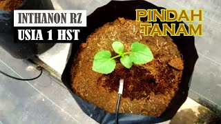 Melon Inthanon 1 HST  Tanam selang seling 1 amp 2 utk jaga2 musim hujan [upl. by Atteram]