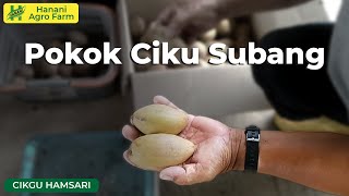 Ciku Subang  Hanani Agro Farm [upl. by Nnelg]