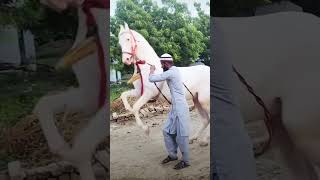 Horse dance horesdance horselover viralvideo ytshorts dance video [upl. by Copland]