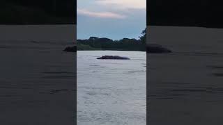 Pescadores se toparon con un hipopótamo gigante en el río Magdalena noticiascolombia animals [upl. by Oicelem]