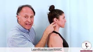 Muscle Anatomy Master Class Sternocleidomastoid Muscle Actions [upl. by Berger351]