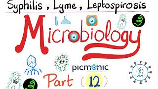 Microbiology  Spirochetes Syphilis TORCH Leptospira Borrelia Lyme disease  Picmonic  Part 12 [upl. by Juanita]