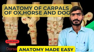 Lecture  15Anatomy of Carpals of Horse Ox and DogVeterinary anatomy in HindiUrdu [upl. by Mensch]