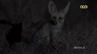 Wildlife of Iran quotCommon Fox Sand Fox Corsac Fox and Blanford Foxquot [upl. by Heeley190]