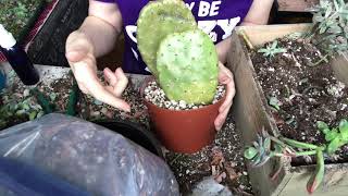 Taking Cuttings On Succulents And Cacti Why Cutting Leaves Help Some Species Propagate Easier [upl. by Atiekal]