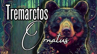 The Andean Bear Tremarctos Ornatus 🐻🕶 Unveiling the Secrets of the Spectacled Bear [upl. by Whittaker]