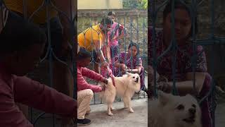 aggressiveness 😡 vaccinationday spitz doglover pet viral 1millionviews ytshortsindia views [upl. by Pauiie443]