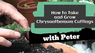 How to Take and Grow Chrysanthemum Cuttings  Garden Ideas [upl. by Connell]