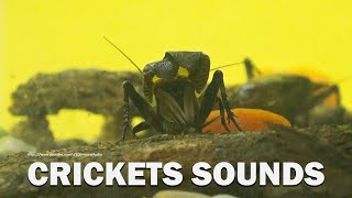 Crickets Chirping Sound Effect 1 Hour [upl. by Shipman]