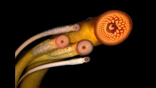 चूसने वाली डायनासोर से भी पुरानी मछली Lamprey [upl. by Cornelle]