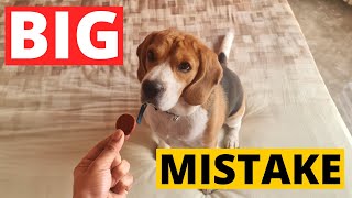 7 Beagle Training Mistakes Owners Make [upl. by Cheney954]