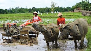 Traktor Dan KERBAU Membajak Sawah G1000 G3000 Zeva [upl. by Annauqal]