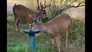 Life on the mountain a bachelor herd of deer looking for apples Wildlife [upl. by Holbrooke]