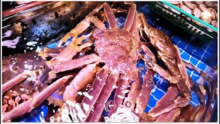 阿拉斯加巨蟹 長腳蟹 Zhuhai Seafood Alaska Kings Crabs in China 松葉蟹 龍蝦 象拔蚌 珠海夏灣海鮮市場 [upl. by Valerye]