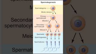 Gametogenesis  Spermatogenesis  Oogenesis [upl. by Neisa]